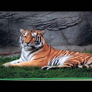 Meet your Posher, Tara